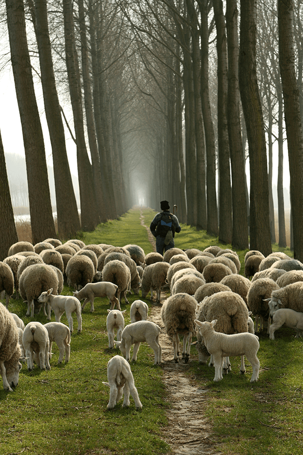 A shepherd leads his flock